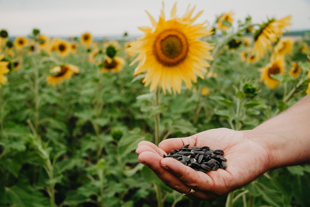 The Health Benefits of Eating Sunflower Seeds – ActiveBeat – Your Daily ...