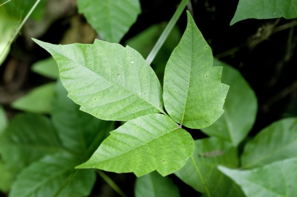 Poison Ivy Rash: Signs, Symptoms, Treatment, and Prevention ...